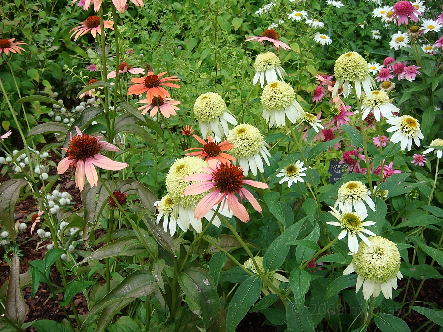 Washington DC [2009 July 03] 060.JPG - Scenes from The Smithsonian Butterfly Habitat Garden